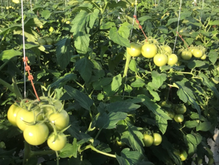 Foto: laatste tros  al grof (±7-10 okt einde zetting)              