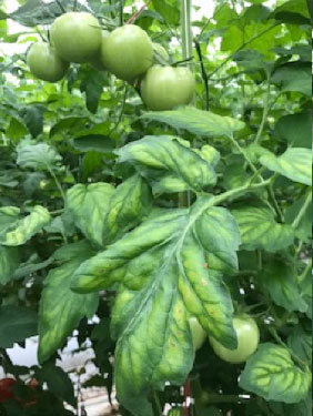 Foto: alleen op de zwakke planten. Maar nog zeer miniem.                                                                              