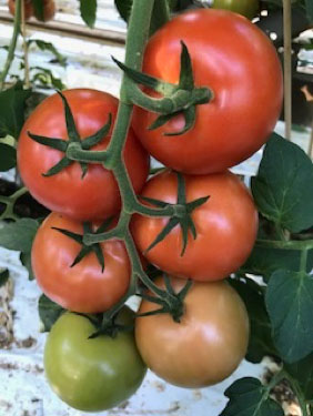 Foto:  1 ste tros Speedella