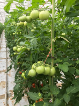 Foto: Open gewas Speedella   