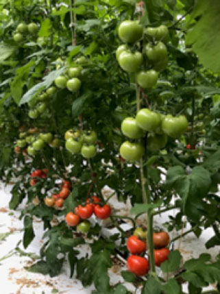 Foto: flink blad geplukt bij de Radiance 