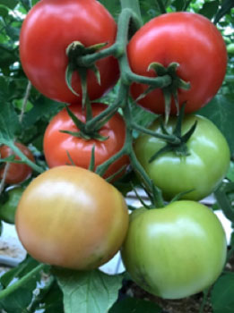 Foto:  al kroontjes veroudering eerste tros