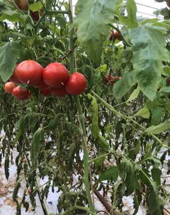 Foto: goede doorkleuring einde teelt