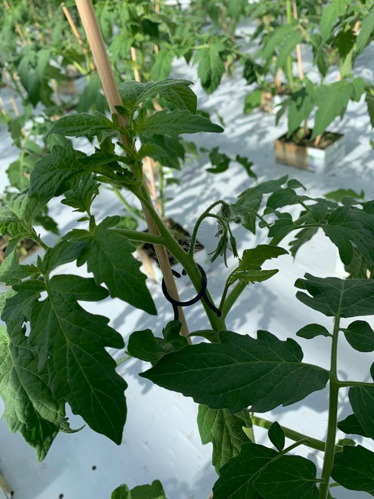 Goed ontwikkelende eerste tros. (Bron: Plantise)