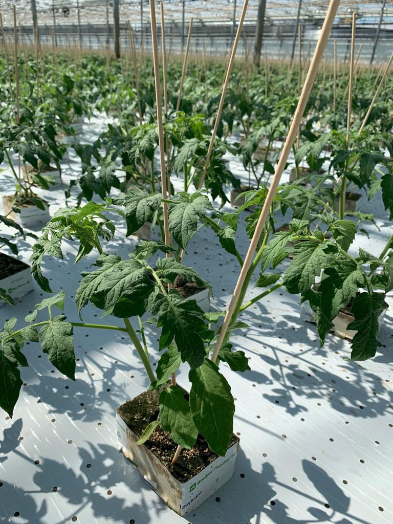 Gelijkmatige stengels en homogene planten.