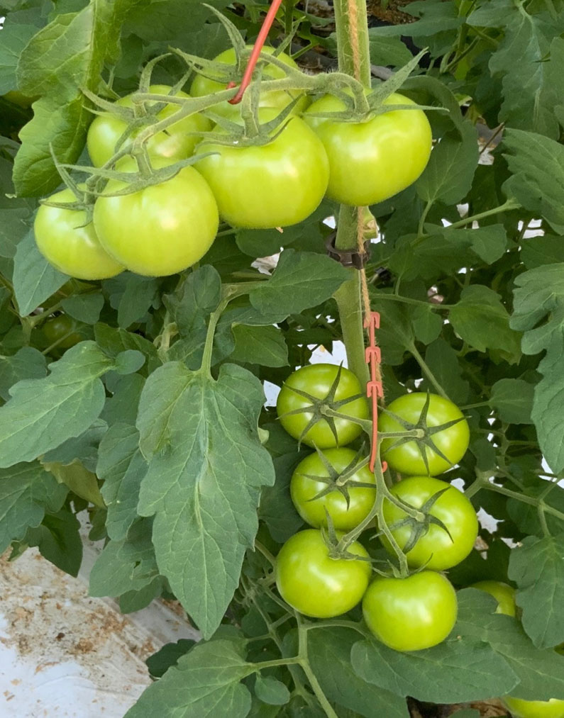 herfstomaten fig 2