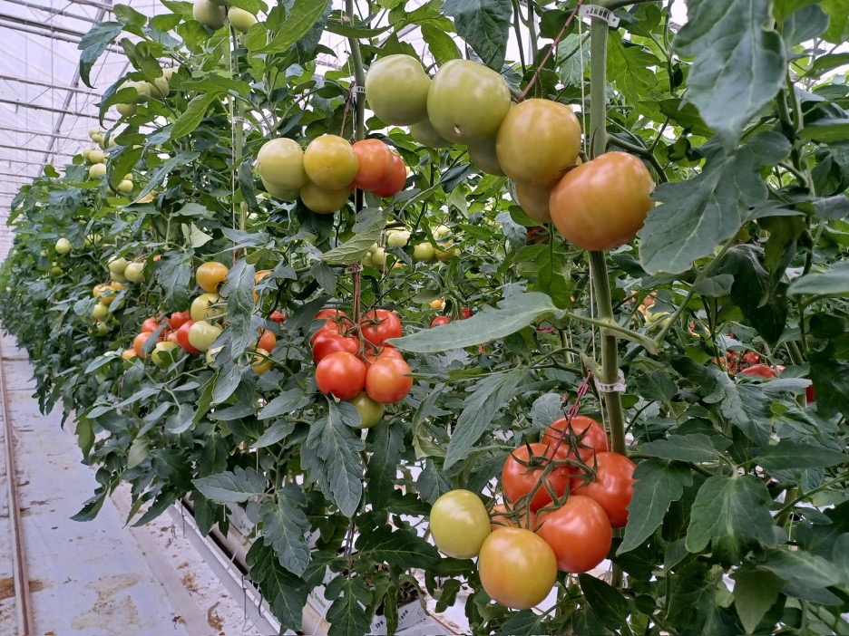 herfsttomaten