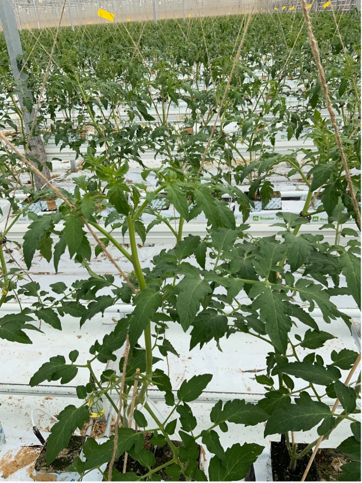 Foto 2. Eerste tros 5 dagen na het planten; er is een goede gelijkheid tussen de stengels.