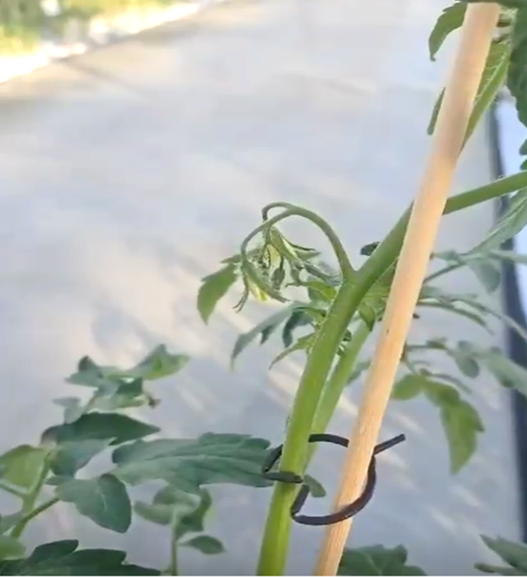 Foto 1. Eerste tros bij een plantenkweker.