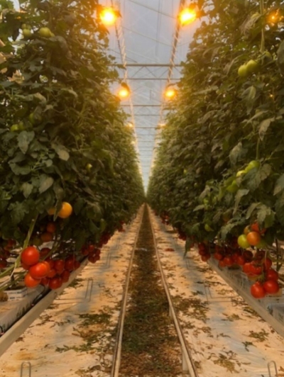 Foto: Hier ziet u een tros die iets te vegetatief is, de bloemetjes wachten te lang op elkaar alvorens deze openklappen.