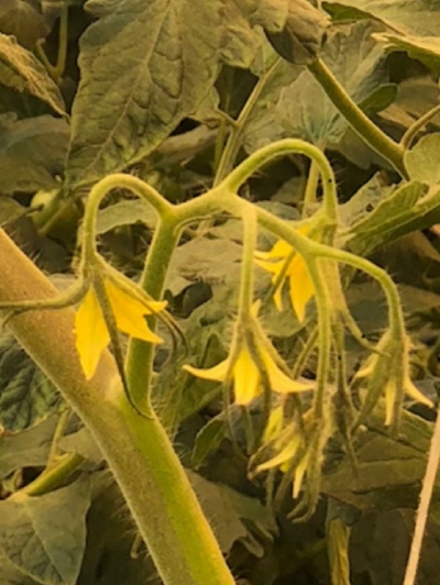 Foto: Hier ziet u een tros die iets te vegetatief is, de bloemetjes wachten te lang op elkaar alvorens deze openklappen.