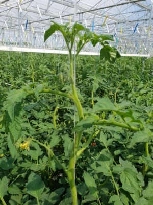 Foto: Mooie kopstand op dit moment.