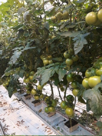 De augustusplantingen staan tegen de 1e oogst aan