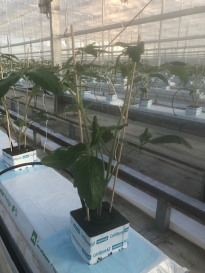 Foto: de kwaliteit is meer dan uitstekend.