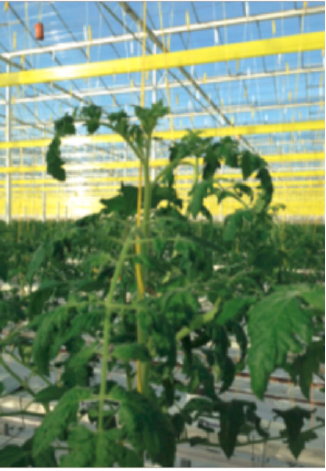 Een serieuze Pepino viros kop!