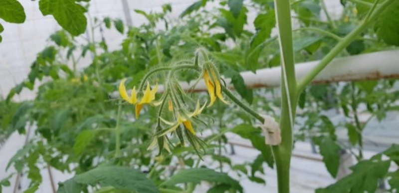 Foto: een mooie generatieve tros onder folie.