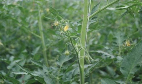 Hoge productie te verwachten komende weken.