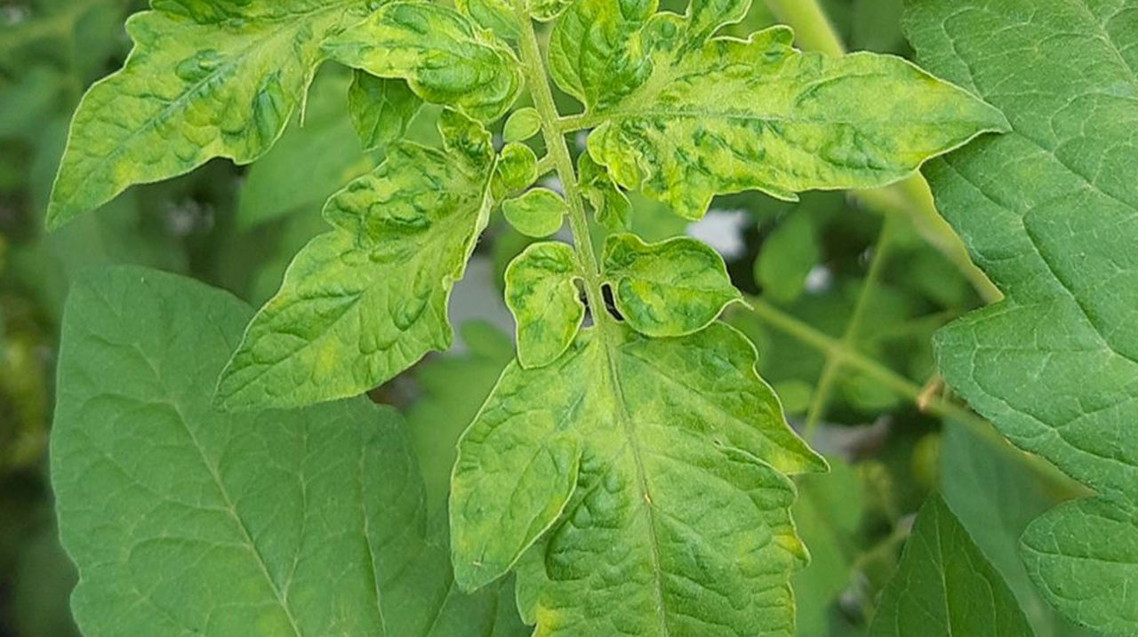 Wagening kas opening