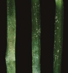 Superficial leaf flecking.