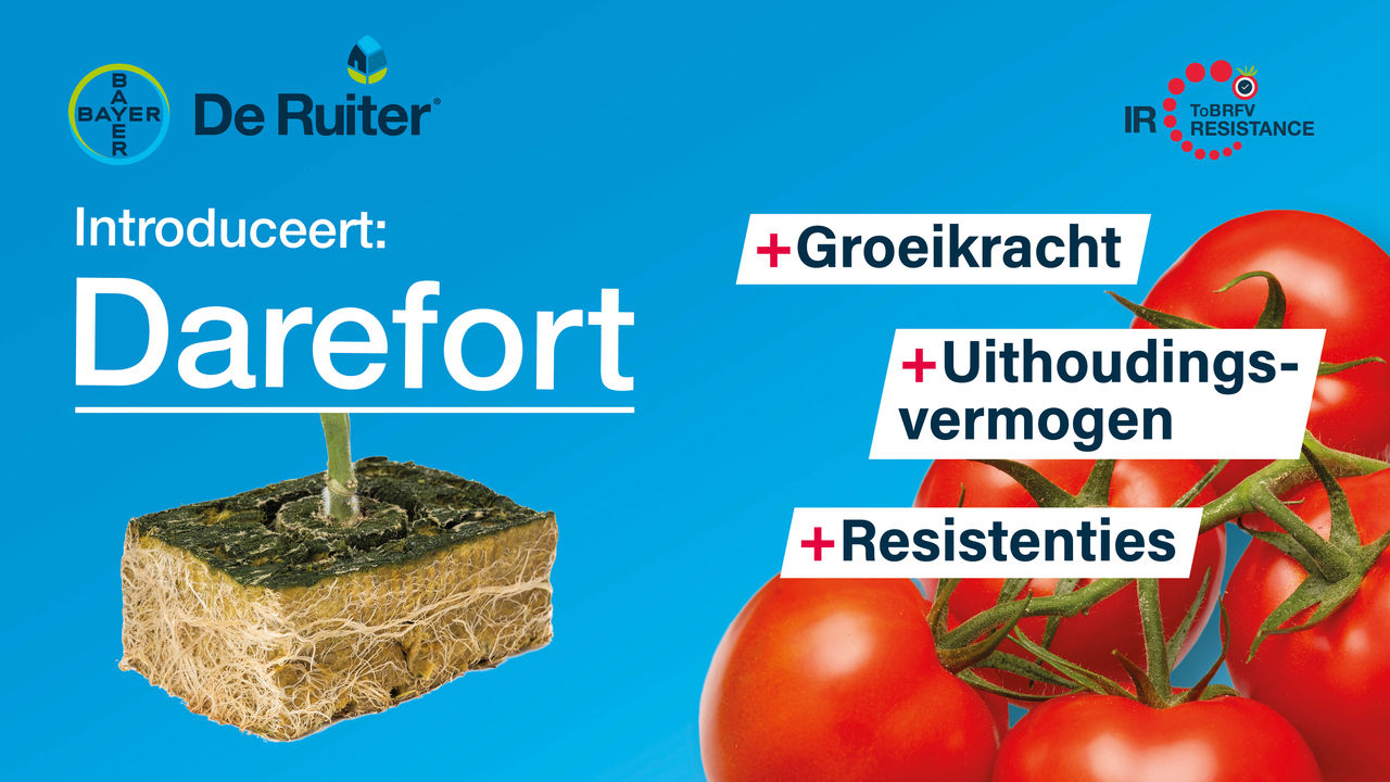 Darefort Tomatenonderstam