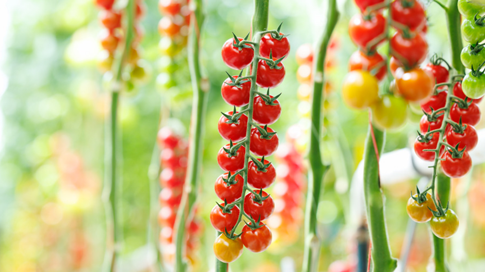 Elvarita cherry tomato