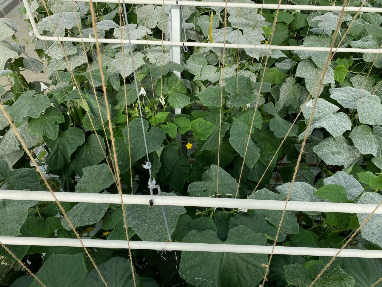 De Ruiter zet sterk in op de verdere ontwikkeling van meeldauwresistenties. Daarvoor zijn vergelijkende proeven van rassen op resistentieniveau essentieel.