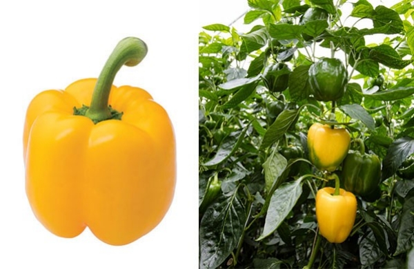 Links San Siro en Rechts Sardinero