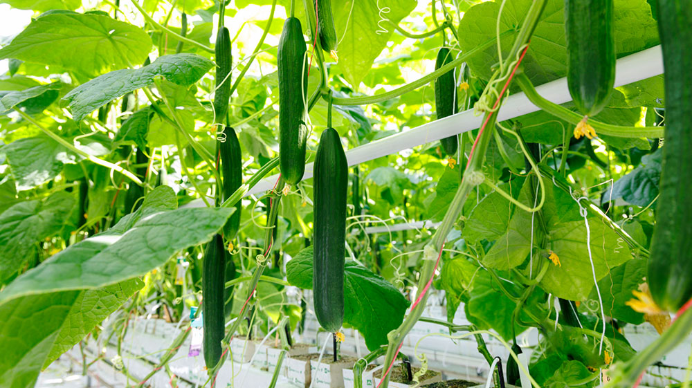 Cucumber Gomax in the Glasshouse