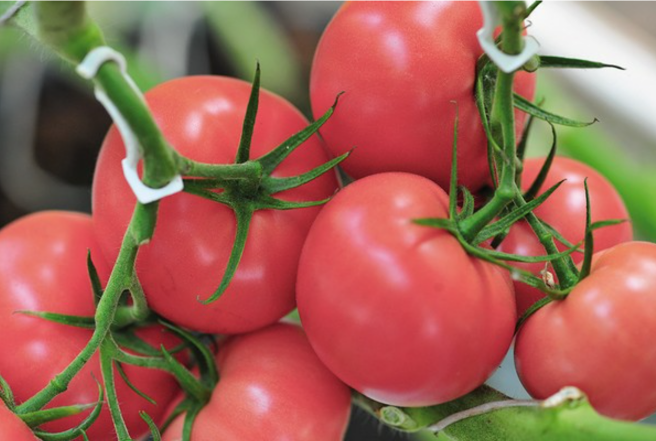 Het ras Tomimaro Muchoo is roze van kleur