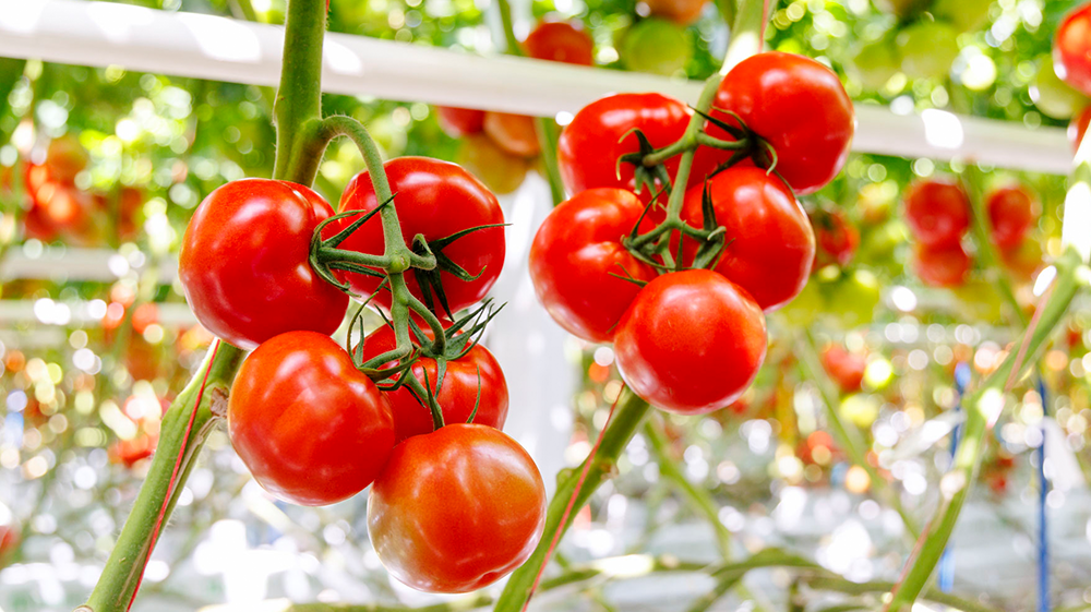 Luminity* (DRTH1054) toegelaten tot Belgische Elite-segmentatie