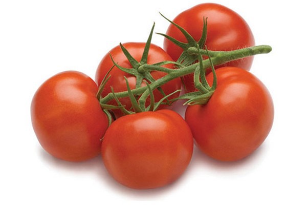 Speedella van Bayer De Ruiter