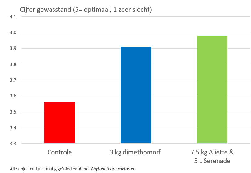 Stengel basis rot