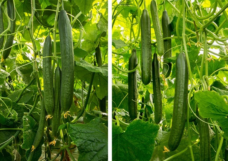 DRCE 1275 en DRCE 1285