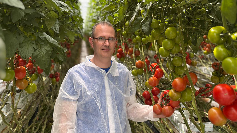 Tom Vets at Lumity tomatoes