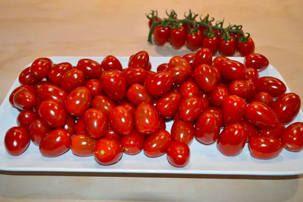 Deze tomaten rollen voort uit de fast track methode van Bayer Seeds Vegetables. Ze kunnen worden geproefd.