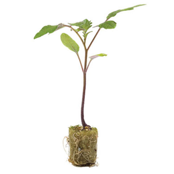 Maxifort details page