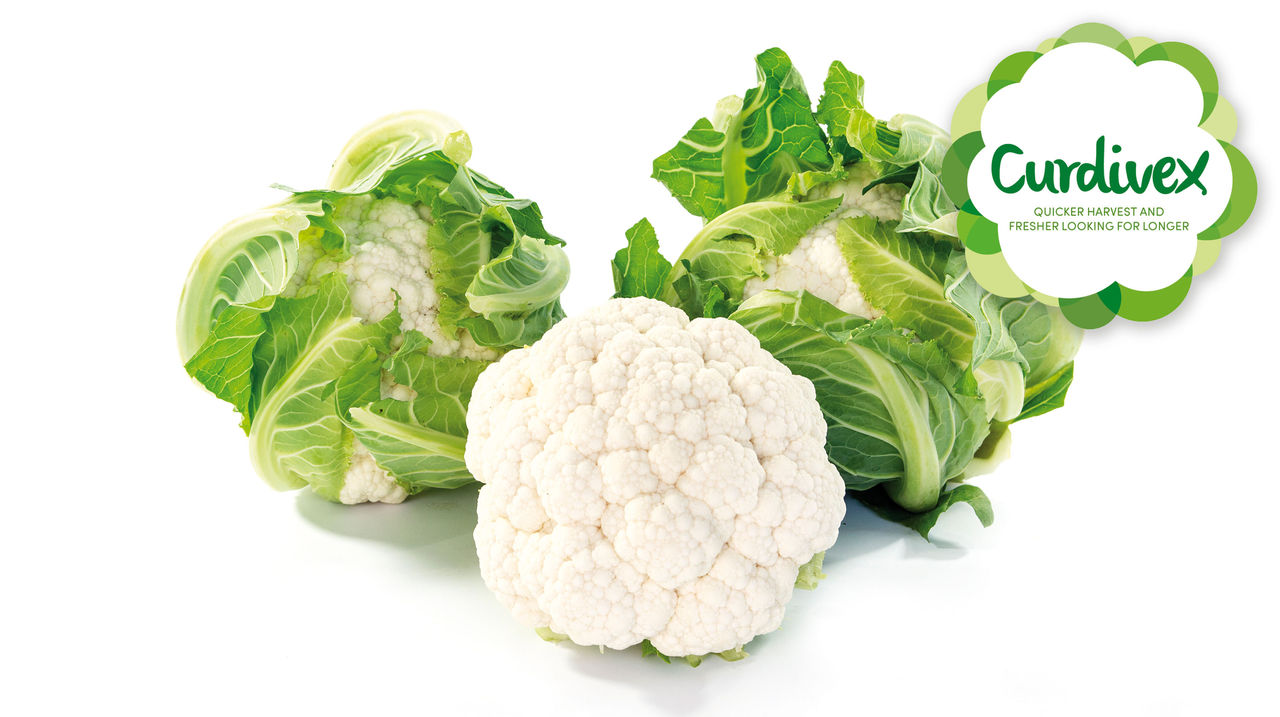 Curdivex wit, witter, witst!