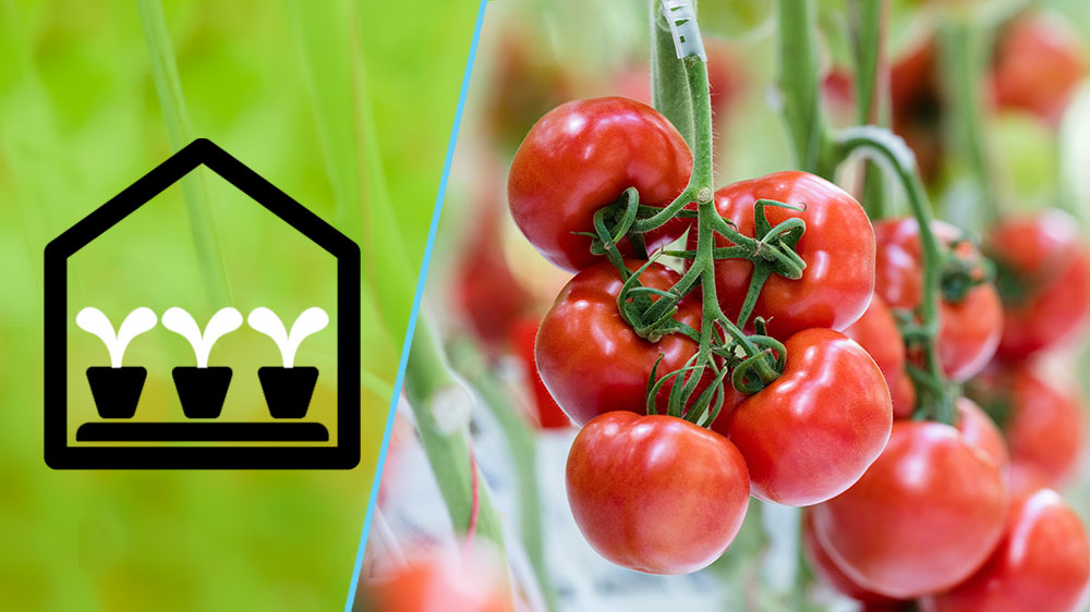 BFF demokas gegevens DEC