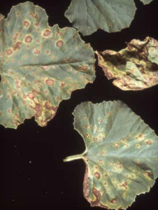 Yellow halos surrounding leaf spots on melon leaves.