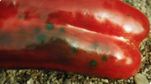 Stip is more common on mature fruit harvested in the fall.