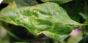Yellow concentric rings on pepper leaf.