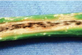 Olive-brown fungal sporulation on a leaf.