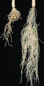 Stubby-root symptoms, infected (left) and healthy (right).