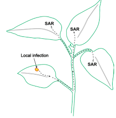 Figure 1. Systemic acquired resistance (SAR) involves the systemic translocation of chemicals that prime or trigger defense mechanisms in the plant.