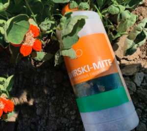 Figure 2. The release of swirski mites in a nasturtium trap crop for thrips management.