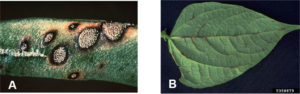 Figure 5. (A) Anthracnose lesions on bean pods. University of Illinois Extension; (B) Early symptoms of anthracnose on leaves. Howard F. Schwartz, Colorado State University, Bugwood.org