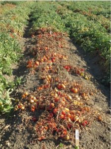 Figure 3. A field-trial showing a tomato variety that is susceptible to Fusarium wilt surrounded by varieties with resistance to the disease.