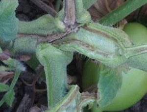 Figure 2. A reddish-brown discoloration of the vascular system in the roots and lower stem indicates colonization of the xylem tissue by the Fusarium wilt pathogen.
