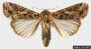 Figure 2. Adult state of the yellowstiped armyworm. Natasha Wright, Cook’s Pest Control, Bugwood.org.