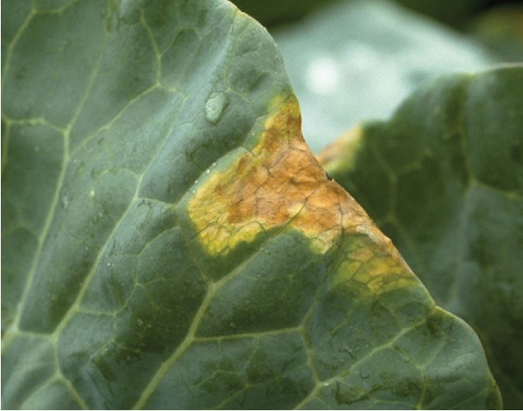 Figure 1. Foliar symptoms of black rot on crucifers. University of Illinois.